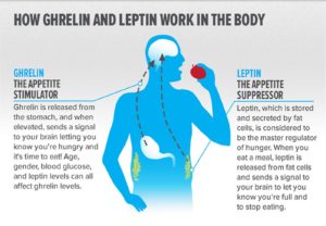How Ghrelin and Leptin Work in the Body