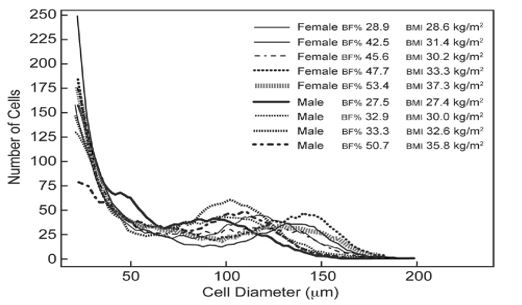 Number Versus Size of Fat Cells